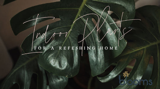 Top 5 Indoor Plants for a Refreshing Home