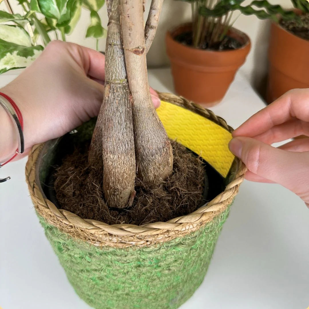 Fungus Gnat Compostable Traps