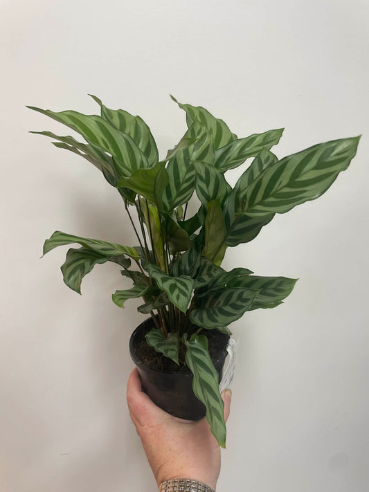 Calathea Louisae Freddy
