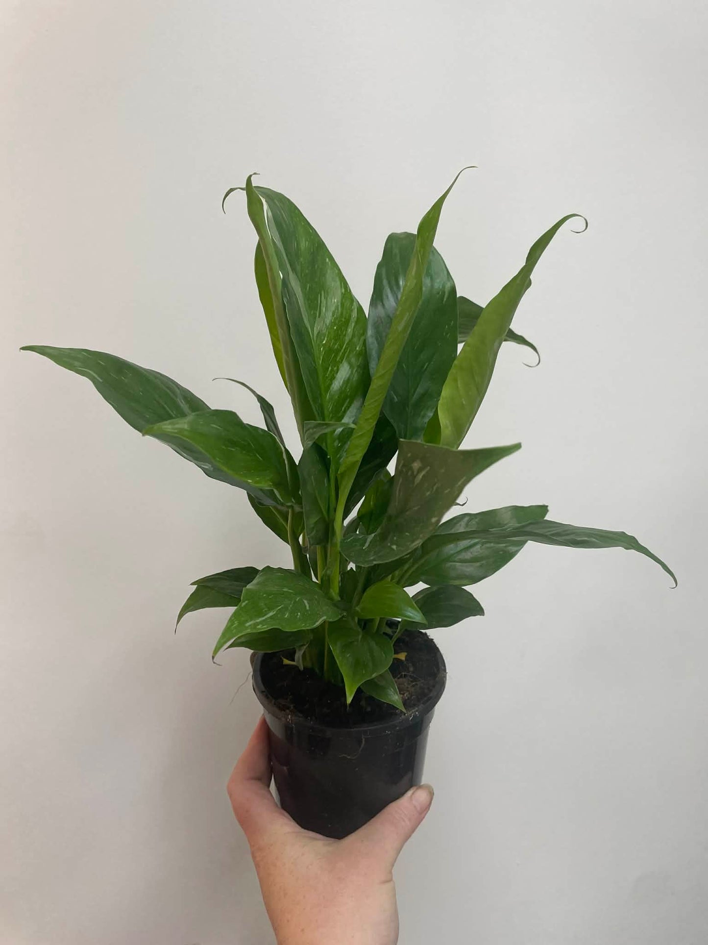 Spathiphyllum Domino