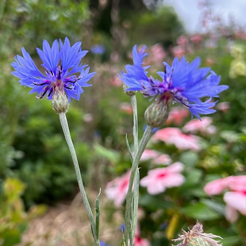 Gift of Seeds | Enchanted Garden