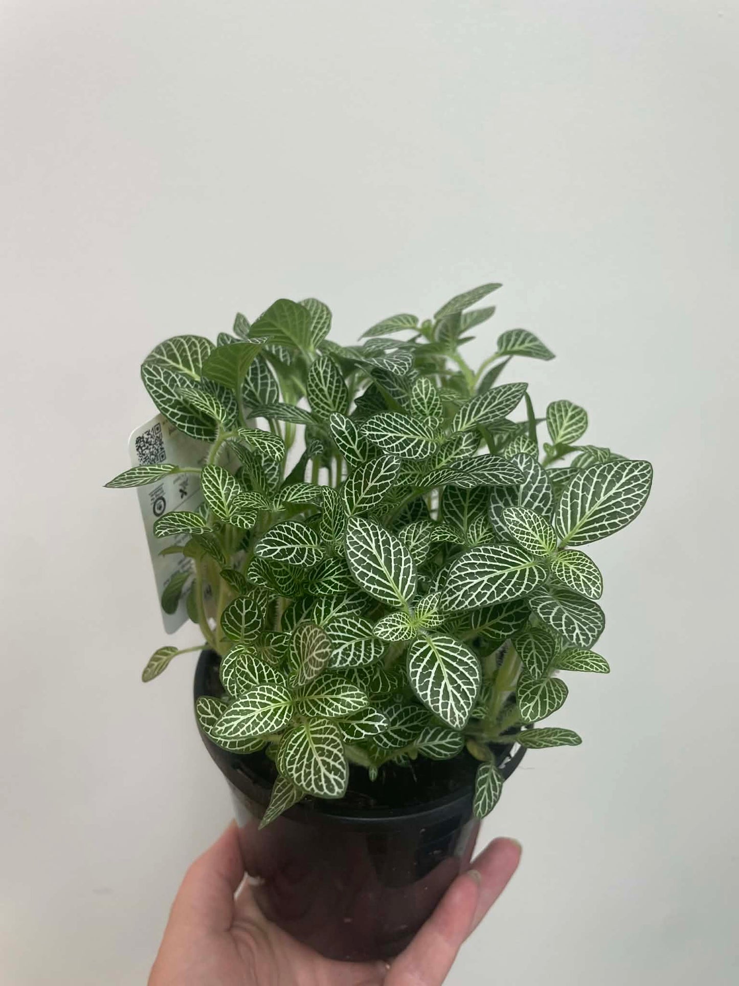 Fittonia Minima White Nerve Plant