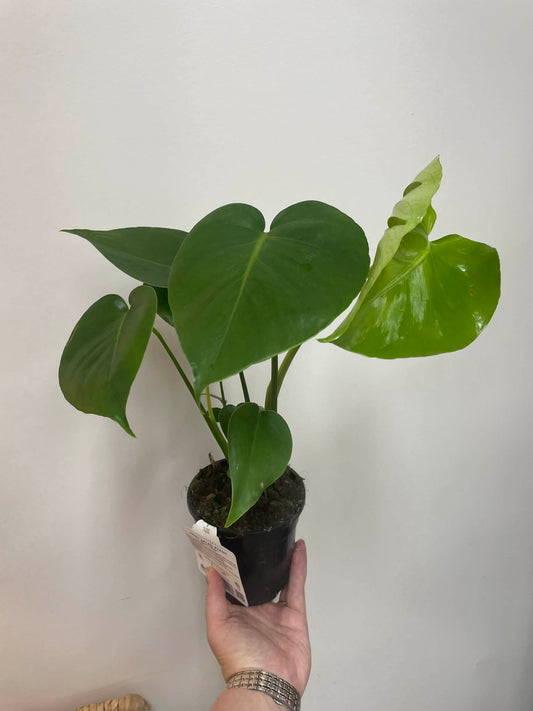Monstera Deliciosa Fruit Salad Plant