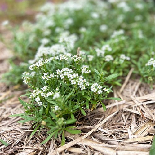 Gift of Seeds | Garden Wonderland