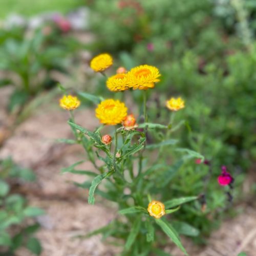 Gift of Seeds | Native Daisies