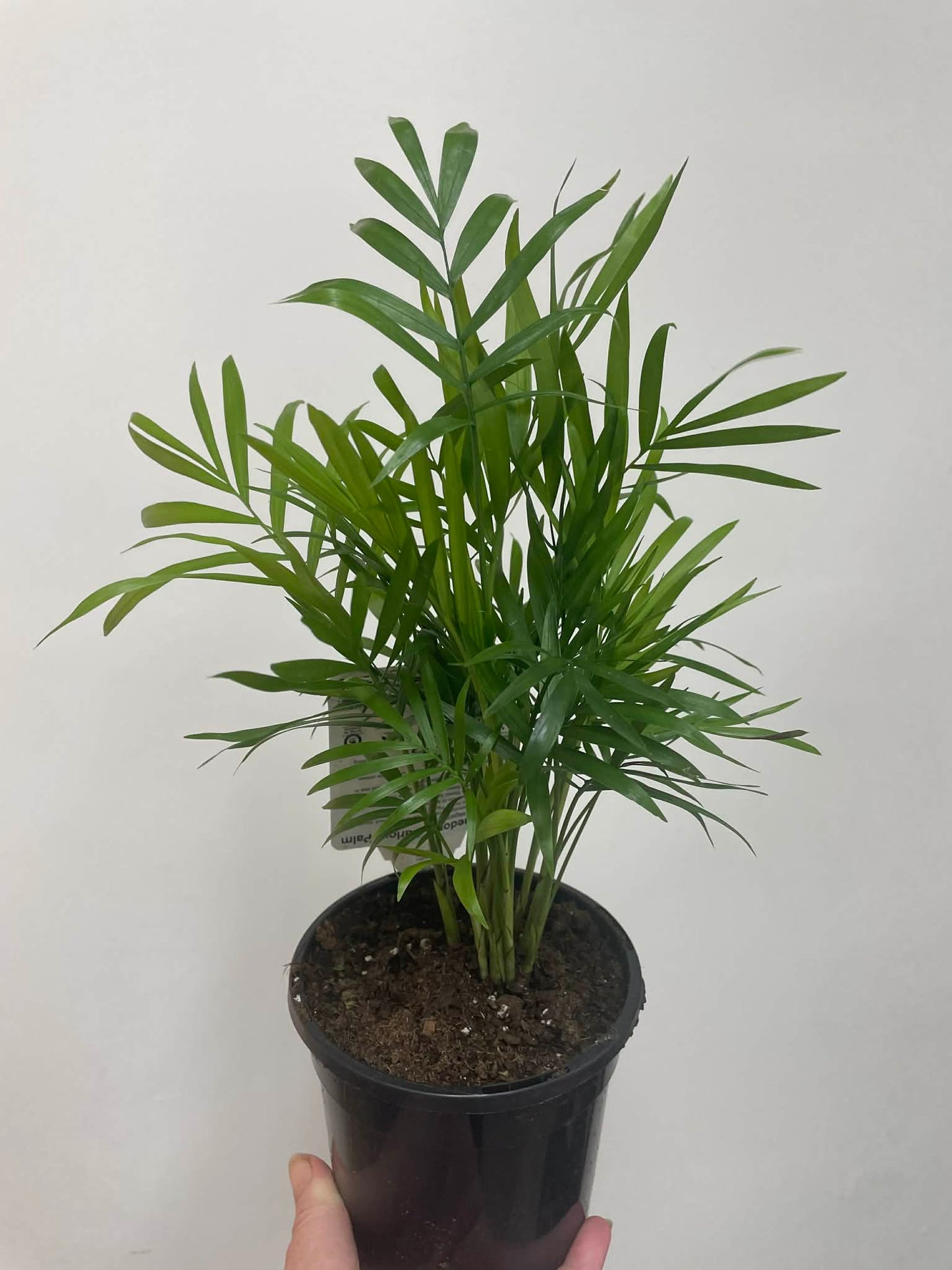 Chamaedorea Parlour Palm