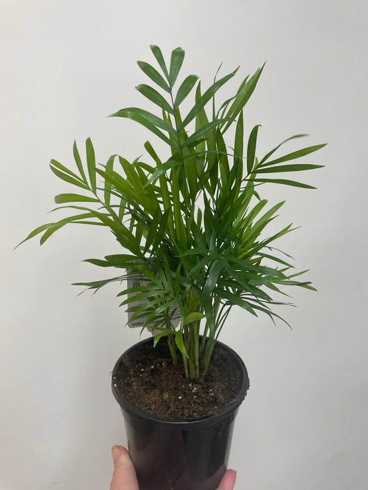 Chamaedorea Parlour Palm