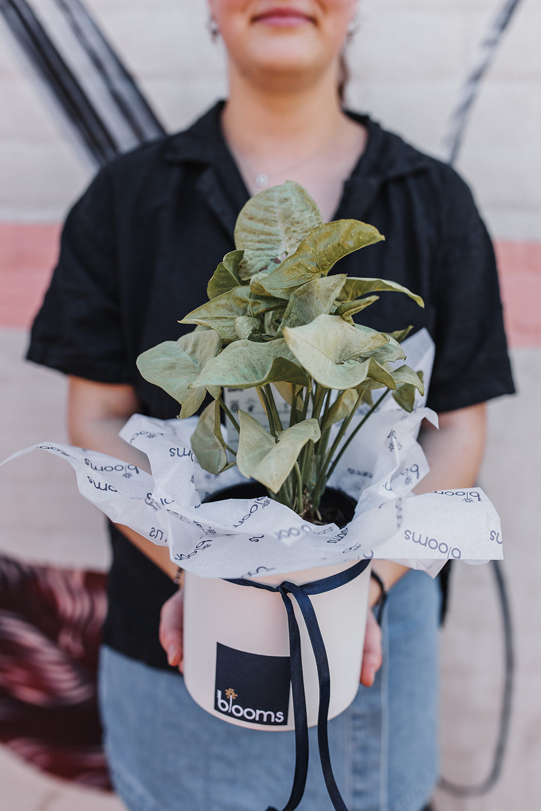 Indoor Plant and Pot