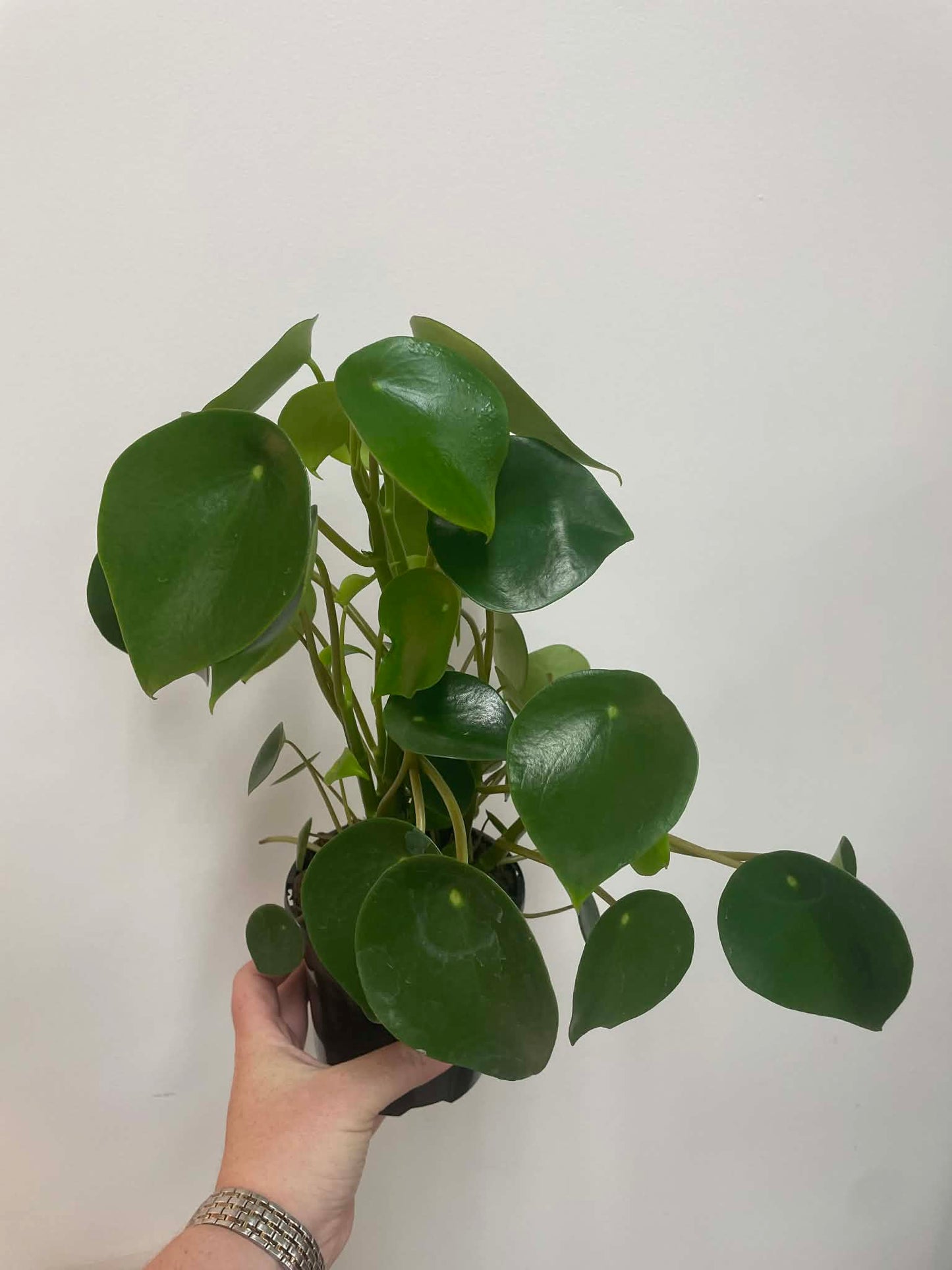 Peperomia Polybotrya Raindrop