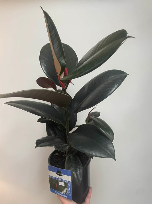 Ficus Elastica Decora Rubber Plant