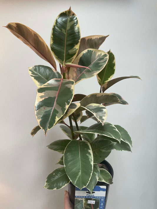 Ficus Elastica Tinneke