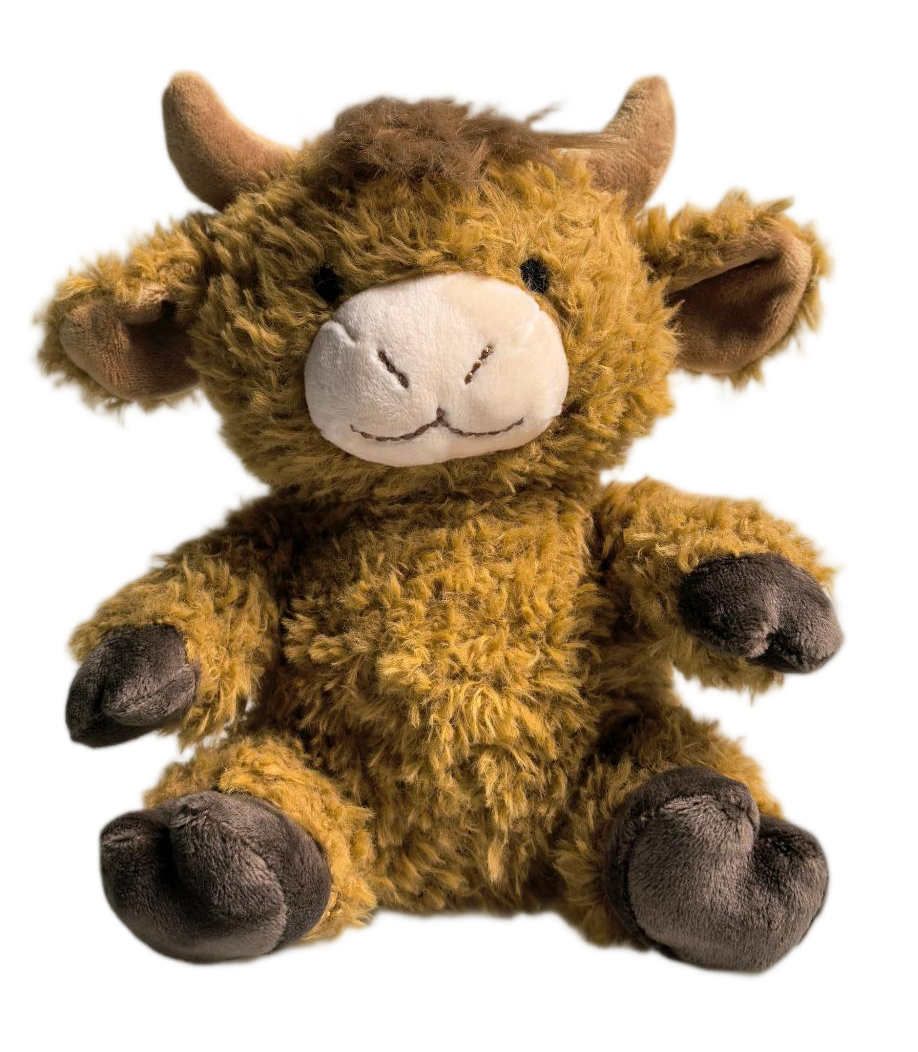 Curly Highland Cow