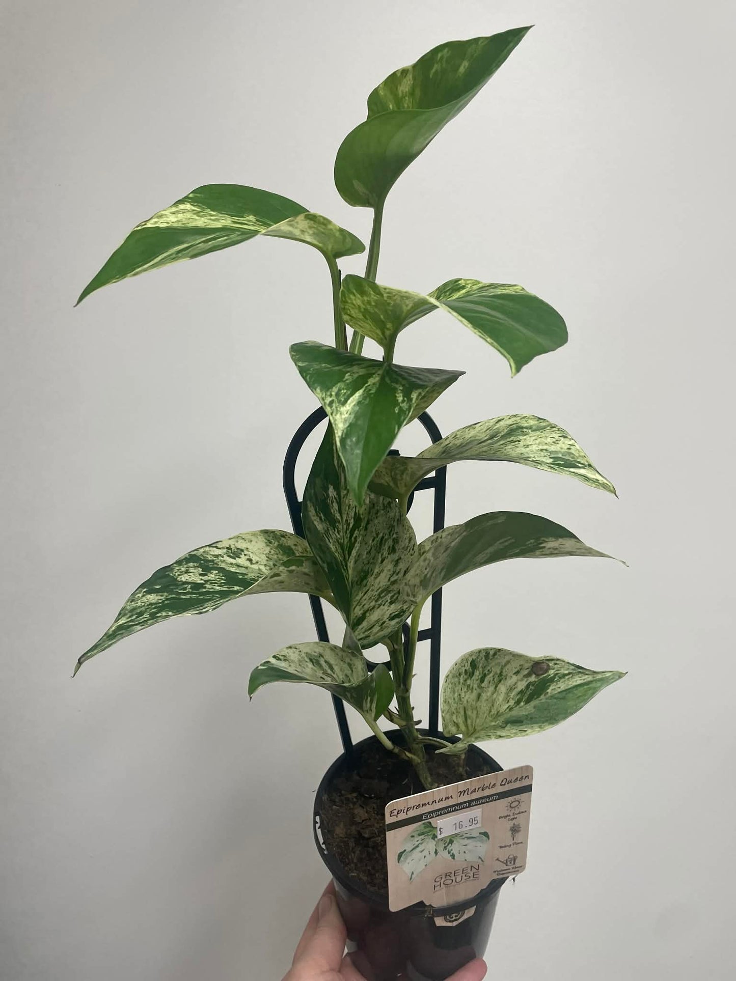 Epipremnum aureum Marble Queen
