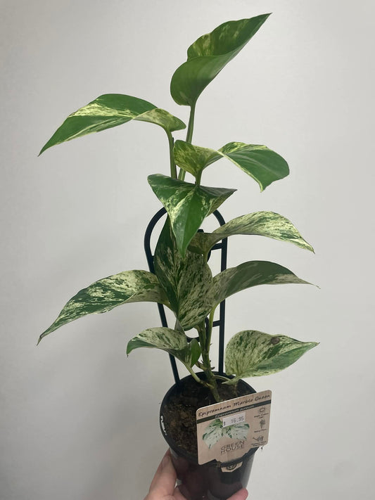 Epipremnum aureum Marble Queen