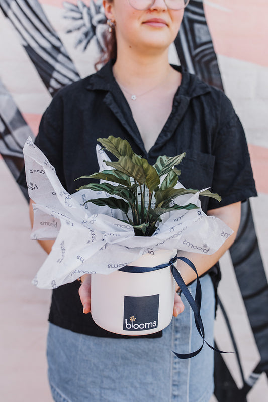 Indoor Plant and Pot