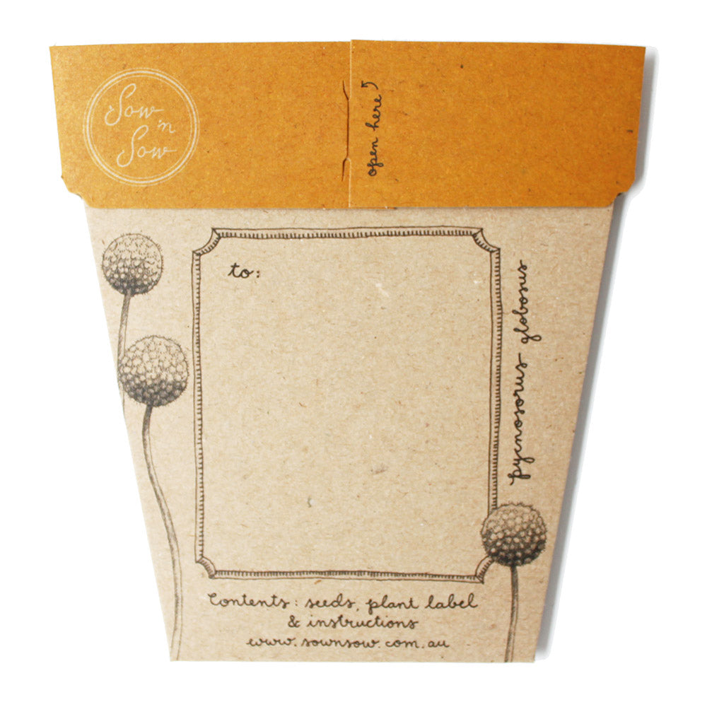 Billy Buttons Gift of Seeds