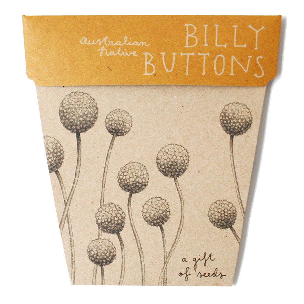 Billy Buttons Gift of Seeds