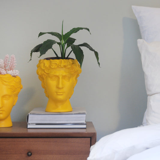 David Vase/Plant Holder