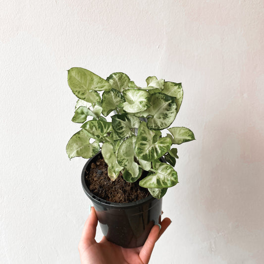 Syngonium Podophyllum Pixie | 130mm