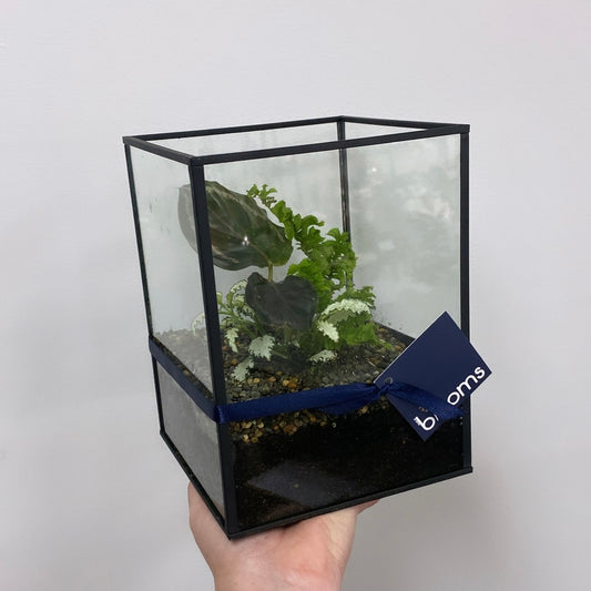 Terrarium | Indoor Foliage