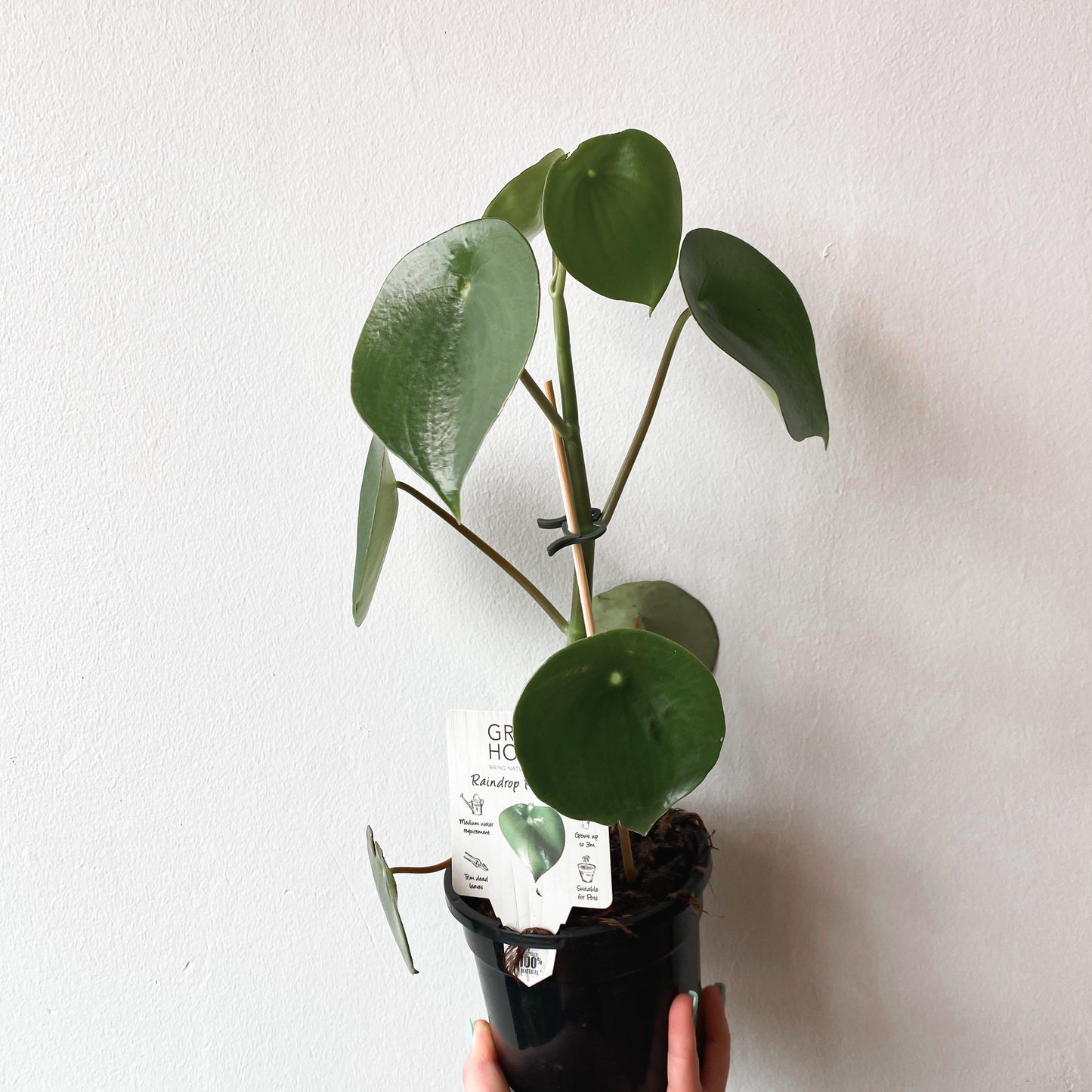 Peperomia polybotrya Raindrop | 130mm