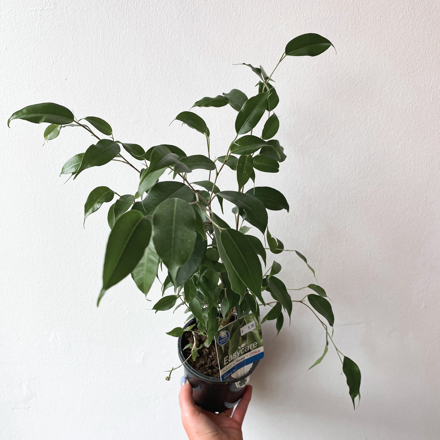 Ficus benjamina exotica Weeping Fig | 130mm