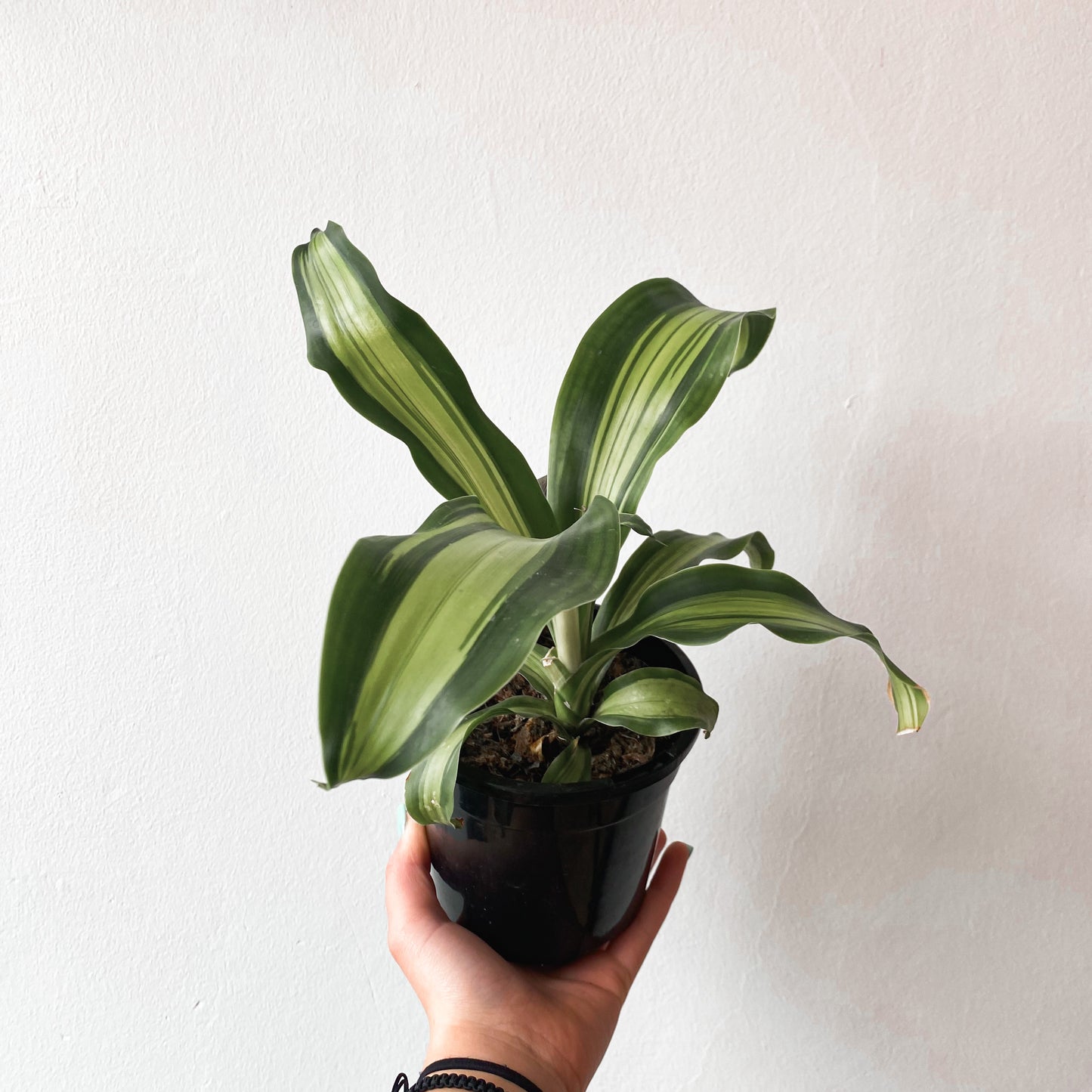 Dracaena fragrans Happy Plant | 130mm