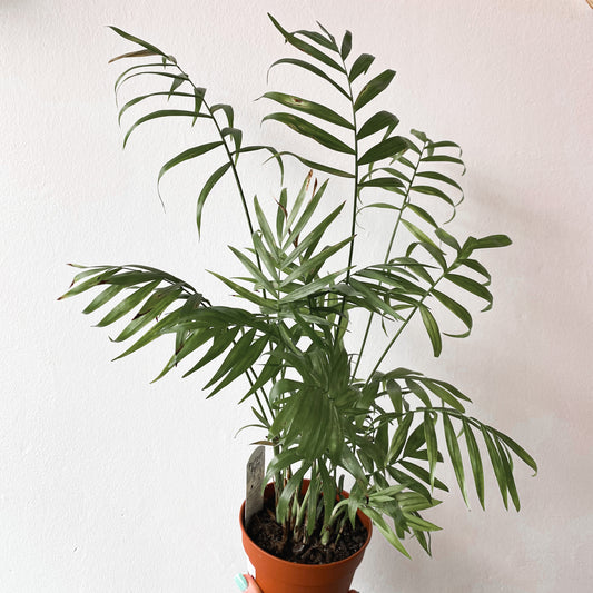 Chamaedorea Parlour Palm