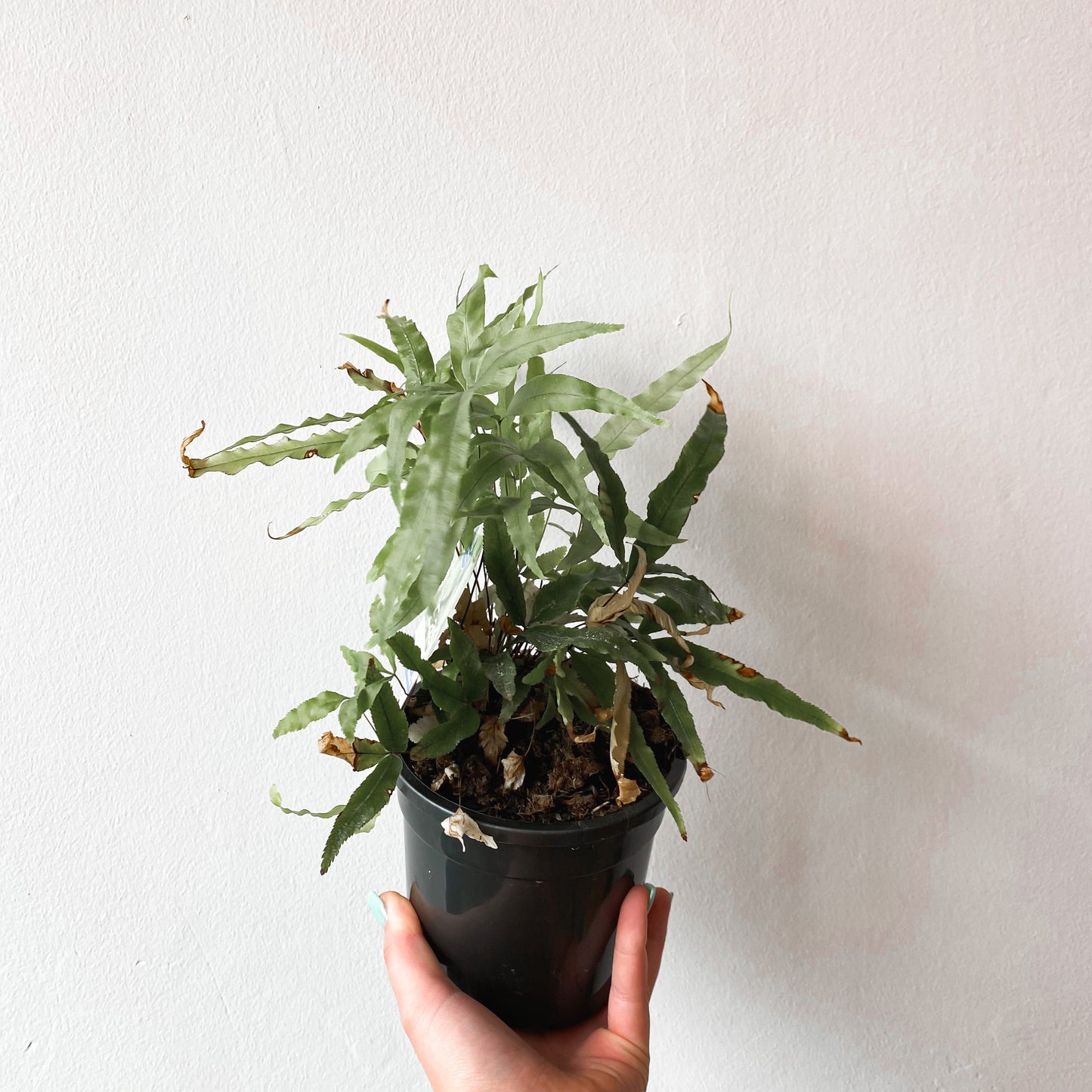 Pteris Umbrosa Jungle Brake Fern