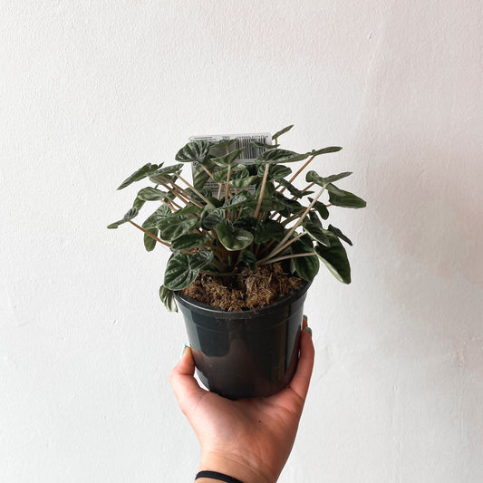 Peperomia  caperata Lilian