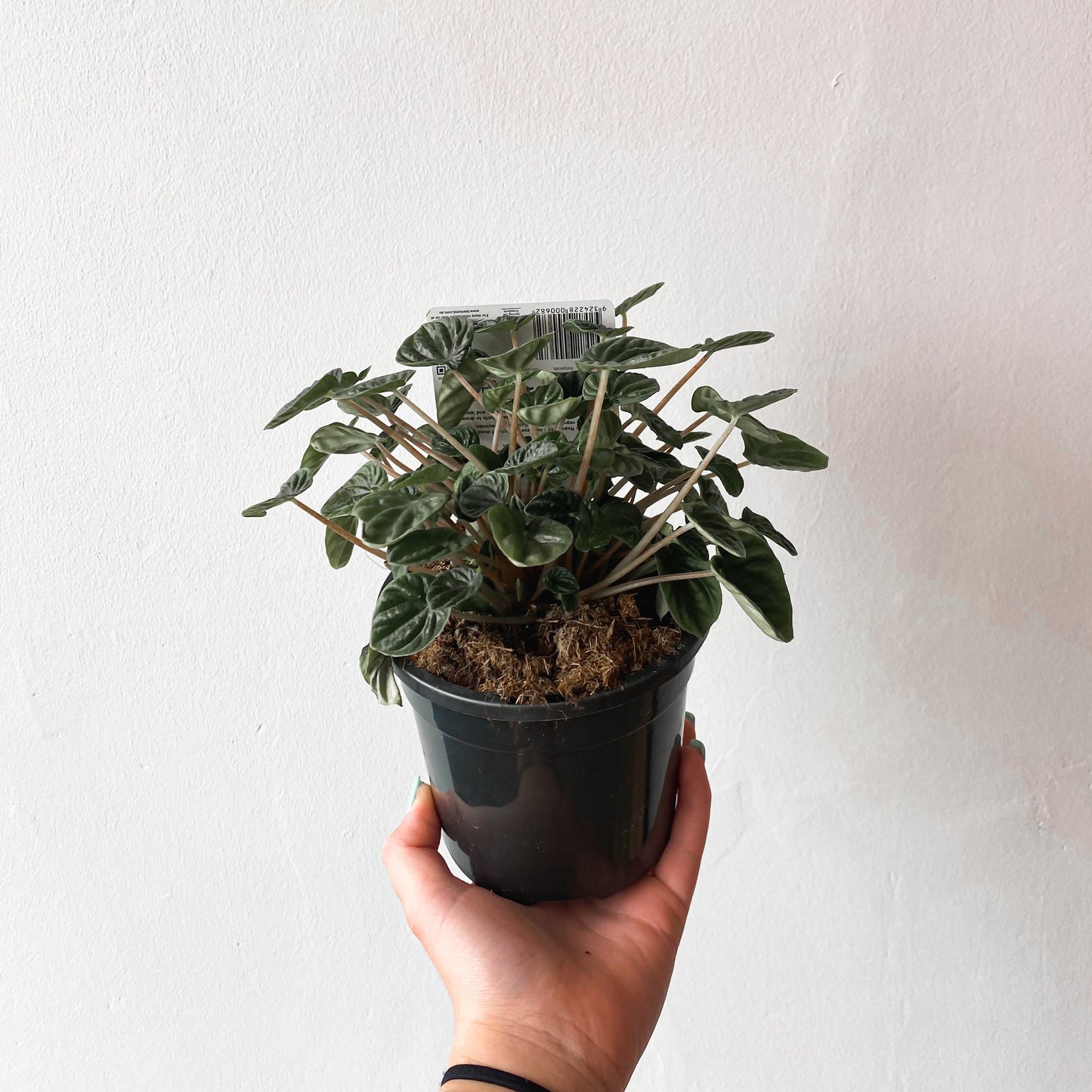 Peperomia caperata Lilian