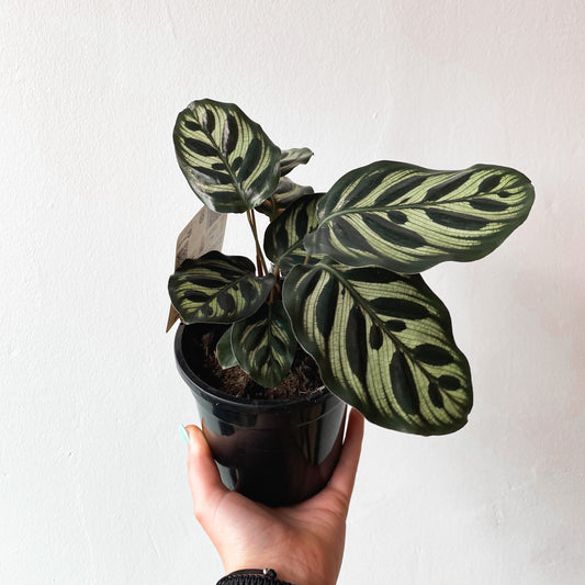Calathea makoyana Peacock Plant | 130mm