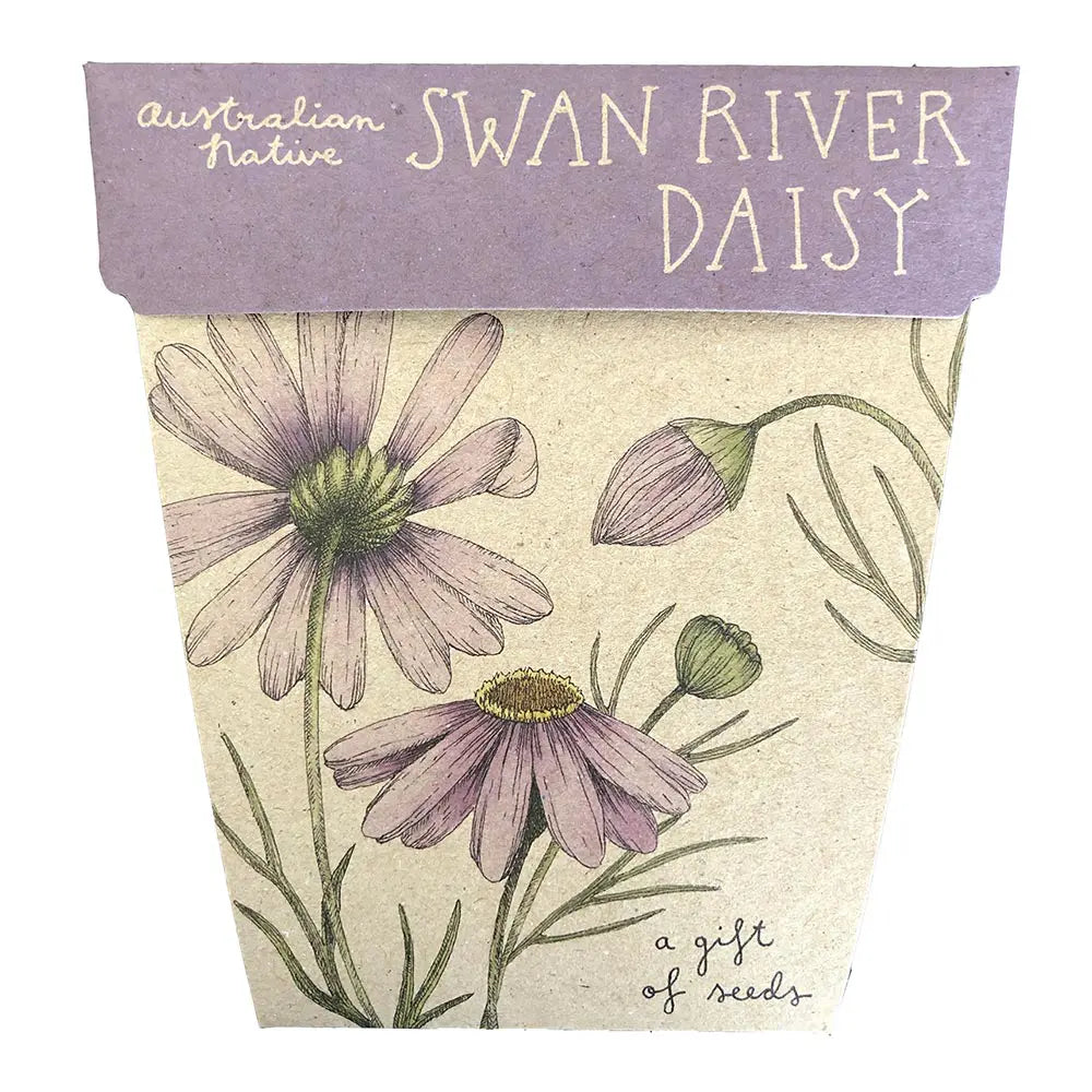Swan River Daisy Gift of Seeds