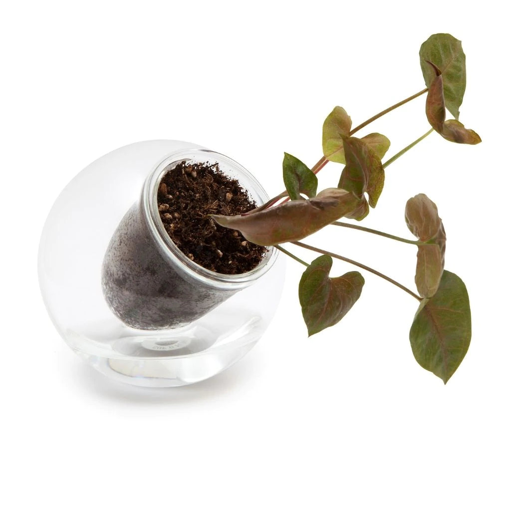 Cup O Flora | 'The Quirky' Medium Tilt