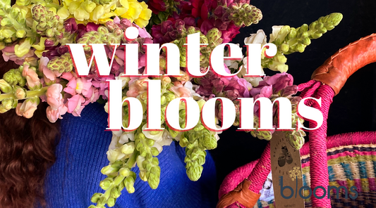 Our Favourite Winter Blooms