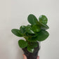 Peperomia Obtusifolia Jade Baby Rubber Plant