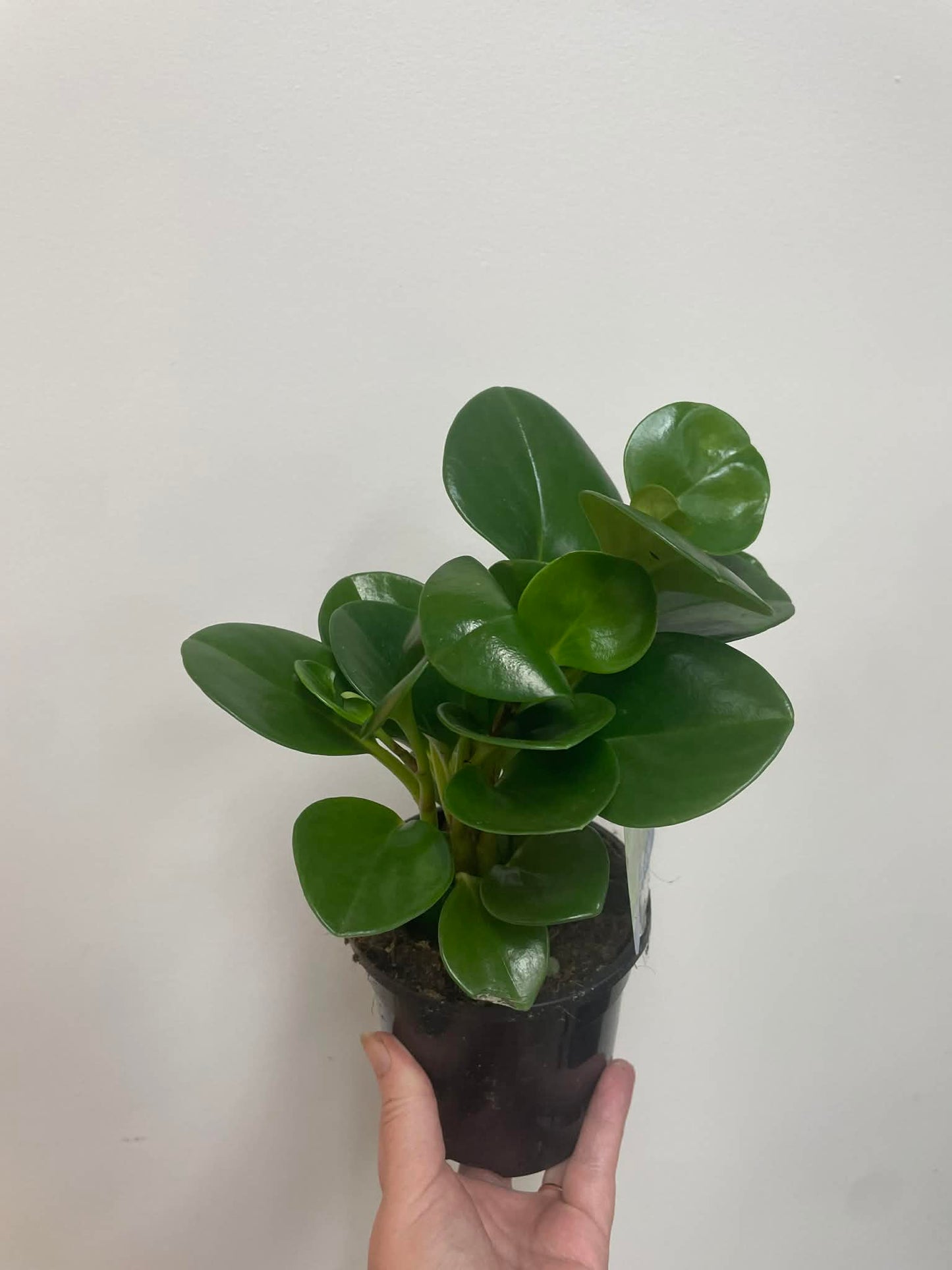 Peperomia Obtusifolia Jade Baby Rubber Plant