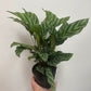 Calathea Louisae Freddy