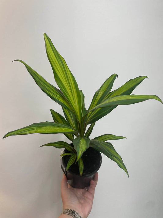 Cordyline Kiwi Pride