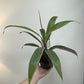 Cordyline Pink Diamond