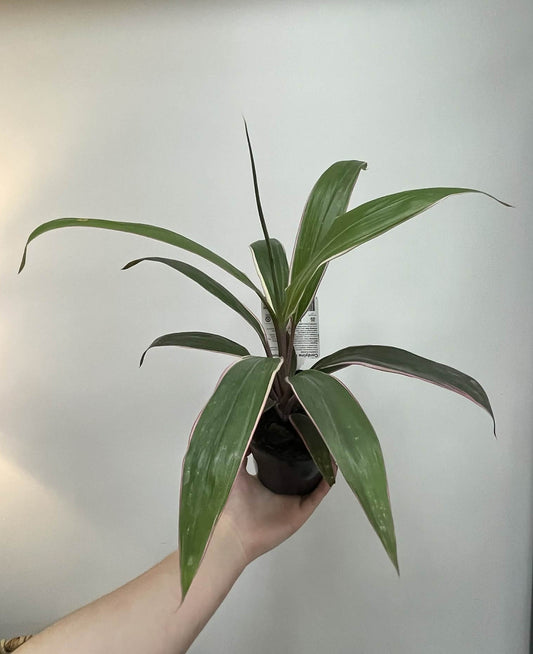 Cordyline Pink Diamond