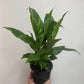 Spathiphyllum Domino