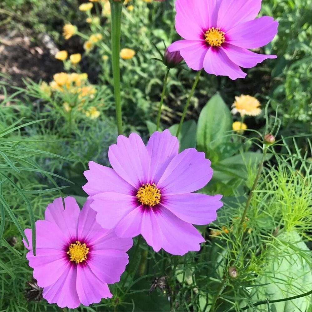 Gift of Seeds | Enchanted Garden