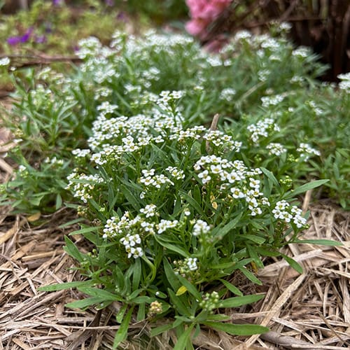 Gift of Seeds | Enchanted Garden