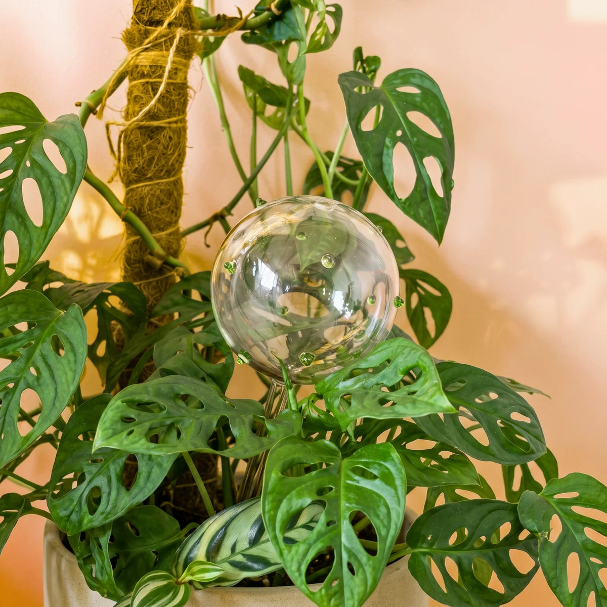 Self-Watering Plant Globes
