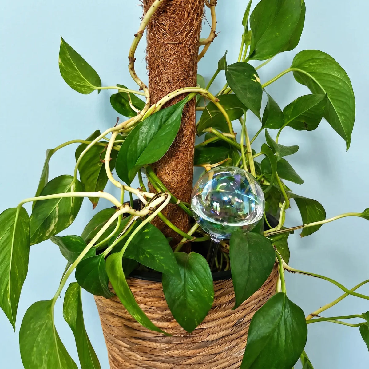Self-Watering Plant Globes