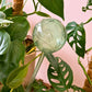 Self-Watering Plant Globes