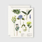 Botanical Collection