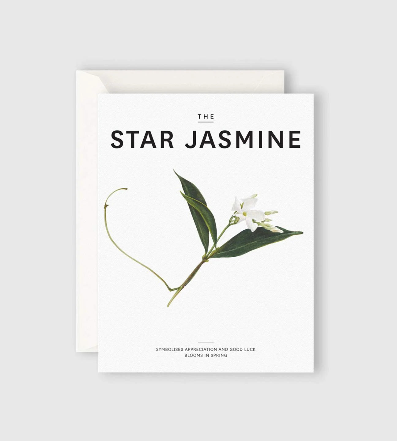 The Star Jasmine