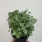 Fittonia Minima White Nerve Plant